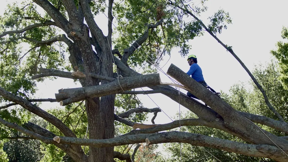 Professional Hazardous Tree Removal performed by certified arborists in Panhandle